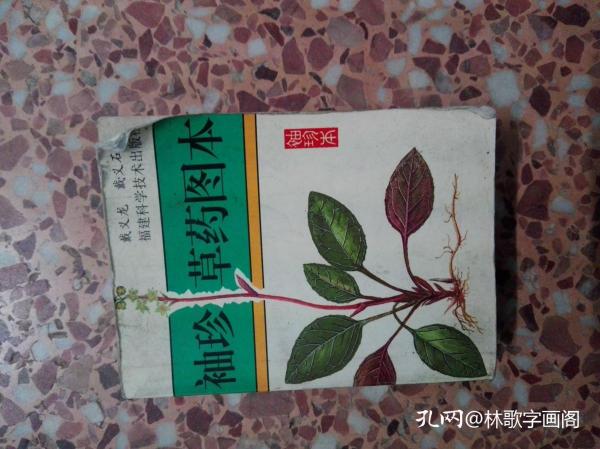 袖珍草药图本