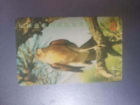 广东电话卡J97-27(5-2)（旧亚斯康卡）广东珍贵濒危保护动物—松雀鹰50