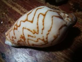 海螺，古文螺山水螺