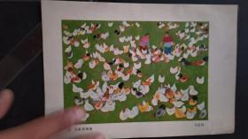 画页（散页印刷品）---画片--大队养鸡场【马亚利】532