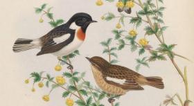 【复印件】亚洲鸟类版画.Birds of Asia.7卷.By John Gould.英文本.1850至1883年出版本 手工装订