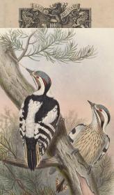 【复印件】亚洲鸟类版画.Birds of Asia.7卷.By John Gould.英文本.1850至1883年出版本 手工装订