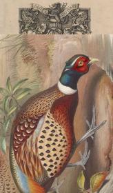 【复印件】亚洲鸟类版画.Birds of Asia.7卷.By John Gould.英文本.1850至1883年出版本 手工装订