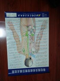 挂图：脊柱相关疾病背侧压痛点挂图（约77/57cm）。见图