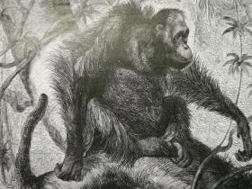 十九世纪末期-摄影木刻画《黑猩猩Der Drang: Utan》画页13.5* 11厘米，后背纸21*29.7厘米，出自1895年德文古籍