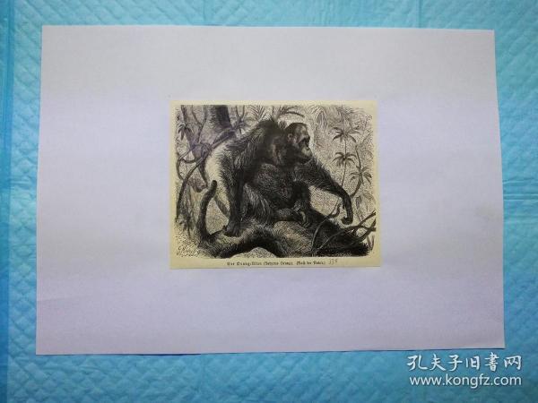 十九世纪末期-摄影木刻画《黑猩猩Der Drang: Utan》画页13.5* 11厘米，后背纸21*29.7厘米，出自1895年德文古籍