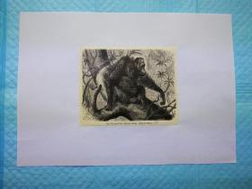 十九世纪末期-摄影木刻画《黑猩猩Der Drang: Utan》画页13.5* 11厘米，后背纸21*29.7厘米，出自1895年德文古籍