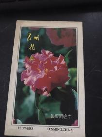 邮资明信片——昆明花卉