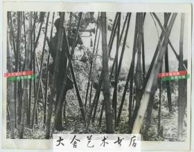 1937年日军侵华时期淞沪事变，隐蔽在上海郊区竹林中的国民党机枪队，国军号手吹响了号角老照片，21.8X17.8厘米