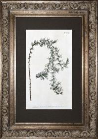 1805年精美欧洲铜版画-柯蒂斯植物829号-截叶铁扫帚，稀有图谱