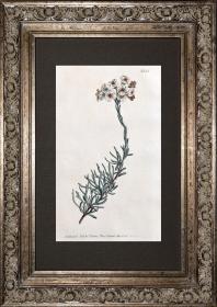 1805年精美欧洲铜版画-柯蒂斯植物833号-非洲毛头菊，稀有图谱