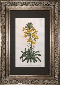 1805年精美欧洲铜版画-柯蒂斯植物835号-桂竹香，稀有图谱
