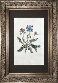 1805年精美欧洲铜版画-柯蒂斯植物843号-Mountain  Milk-Vetch，稀有图谱