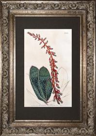 1805年精美欧洲铜版画-柯蒂斯植物838号-TONGUE芦荟，稀有图谱