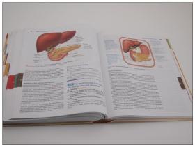 Human Anatomy & Physiology 人体解剖与生理学 英文原版