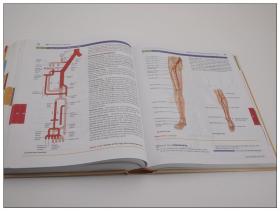 Human Anatomy & Physiology 人体解剖与生理学 英文原版