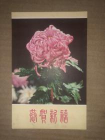 60年代老贺卡 团菊 恭贺新禧 河北人民美术出版社