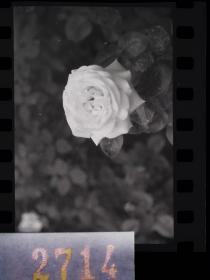 2714 专业静物艺术摄影 白玫瑰