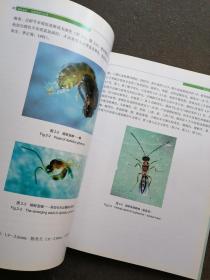 烟蚜茧蜂：规模繁殖与应用