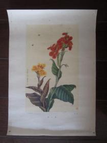 8开国画：美人蕉（于非阁作，朝花美术出版社出版，1956年12月第一版一次印刷）