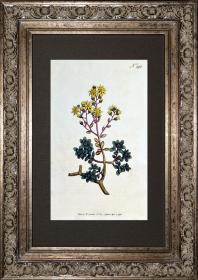 稀有1795年精美英国铜版画-柯蒂斯植物296-长生草，手工上色