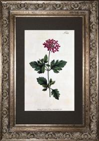 稀有1795年精美英国铜版画-柯蒂斯植物308-Rose Vervain，手工上色