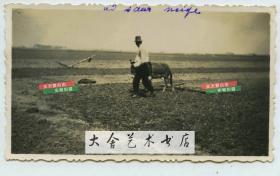 民国时期天津郊区使用毛驴平整田地的农民老照片
