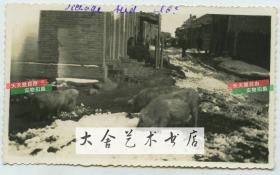 民国时期天津冬季街道雪景，可见居民饲养的猪在街上觅食老照片。