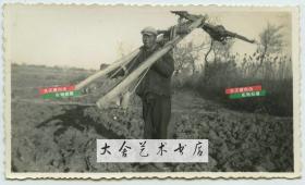 民国时期天津一带扛着犁把子的农民在田地中留影，早期农业写实。