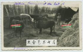 民国时期天津一带规模比较大的养牛牧场农场圈中有九头黄牛