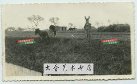 民国时期天津农村三头驴在河边吃草老照片
