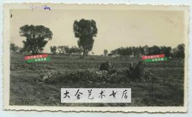 民国时期天津北洋机器局东区子法国兵营附近田地中，收集整理冬储大白菜的农民