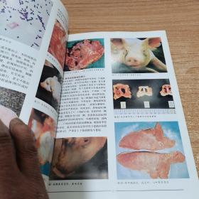 猪常见病诊断与肉品检验图谱（内页干净）