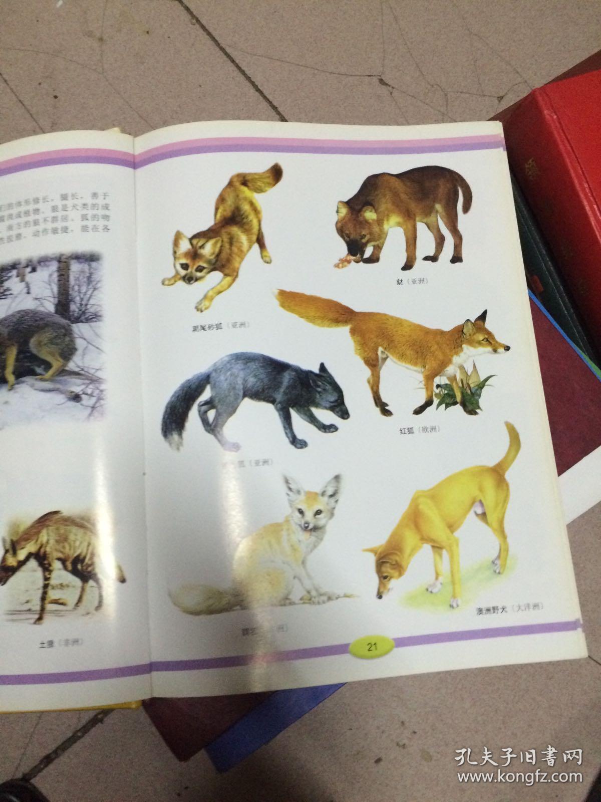 世界动物大图集