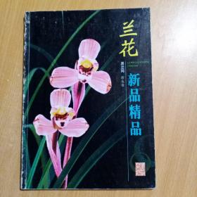 兰花新品精品