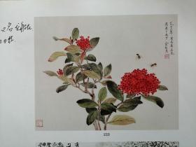 名家画英丹花1页（俞致贞）