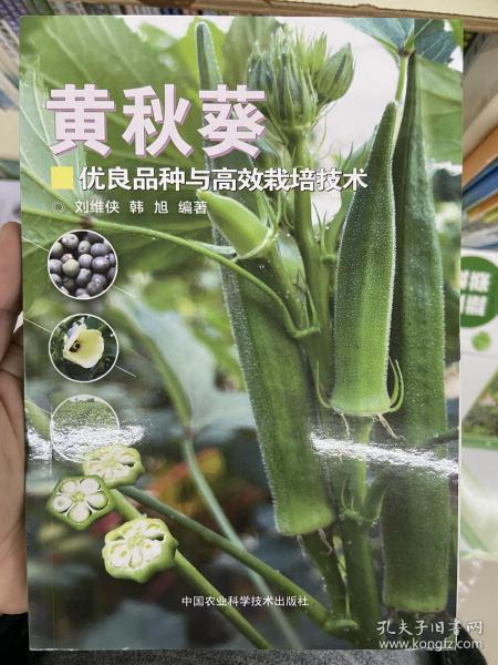 黄秋葵优良品种与高效栽培技术