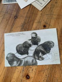 3977：日本早期明信片《桦太名物海豹岛 可爱的小海豹  鸟和蛋  海狮 世界有名的腽肭獸大群的奇观图片》4张