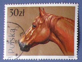 骏马马头--波兰邮票--早期外国动物邮票甩卖--实拍--包真。