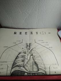 人体解剖生理挂图，主要供培训半农半医试用，图，1胸腹腔器官，2胸腔腹器官，3骨和骨连结装置，4全身肌肉，6呼吸器，7泌尿器，8女性生殖器，9循环系统，1O神针系统，11感觉器，12感觉器，1一12，少5消化器，特大张，5张