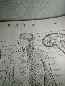 人体解剖生理挂图，主要供培训半农半医试用，图，1胸腹腔器官，2胸腔腹器官，3骨和骨连结装置，4全身肌肉，6呼吸器，7泌尿器，8女性生殖器，9循环系统，1O神针系统，11感觉器，12感觉器，1一12，少5消化器，特大张，5张