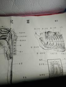 人体解剖生理挂图，主要供培训半农半医试用，图，1胸腹腔器官，2胸腔腹器官，3骨和骨连结装置，4全身肌肉，6呼吸器，7泌尿器，8女性生殖器，9循环系统，1O神针系统，11感觉器，12感觉器，1一12，少5消化器，特大张，5张