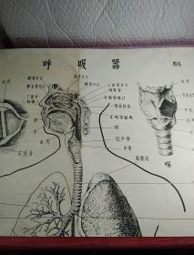 人体解剖生理挂图，主要供培训半农半医试用，图，1胸腹腔器官，2胸腔腹器官，3骨和骨连结装置，4全身肌肉，6呼吸器，7泌尿器，8女性生殖器，9循环系统，1O神针系统，11感觉器，12感觉器，1一12，少5消化器，特大张，5张