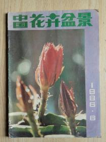 中国花卉盆景 1986年第6期（总第19期）