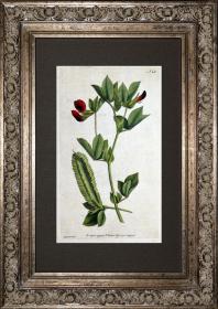 稀有18世纪欧洲铜版画1791年柯蒂斯植物151号-翅荚百脉根，布纹纸精美水印
