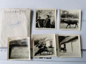 1959前后，金寨县余山大队江山生产队耕牛评比授奖，养牛公约原版老照片六种