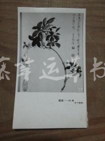 黑白照片一张：国画——花鸟（张善子 绘画）