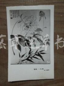 黑白照片一张：国画——花鸟（牡丹）张善子  绘画