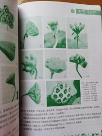 盆栽荷花