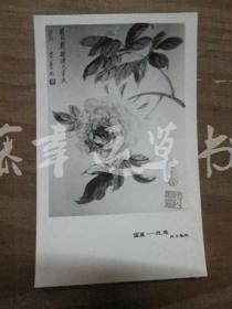 黑白照片一张：国画——花鸟（张善子 绘画）牡丹